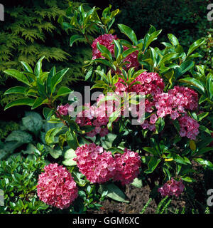 Kalmia latifolia - `Ostbo Red'   TRS011213 Stock Photo